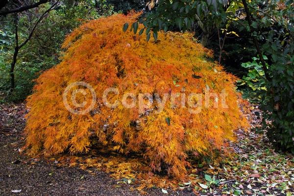 Red blooms; Purple blooms; Deciduous; Broadleaf