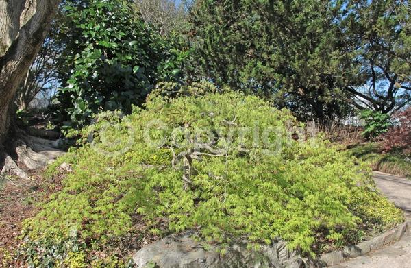 Red blooms; Purple blooms; Deciduous; Broadleaf