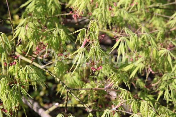Red blooms; Purple blooms; Deciduous; Broadleaf