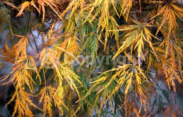 Red blooms; Purple blooms; Deciduous; Broadleaf