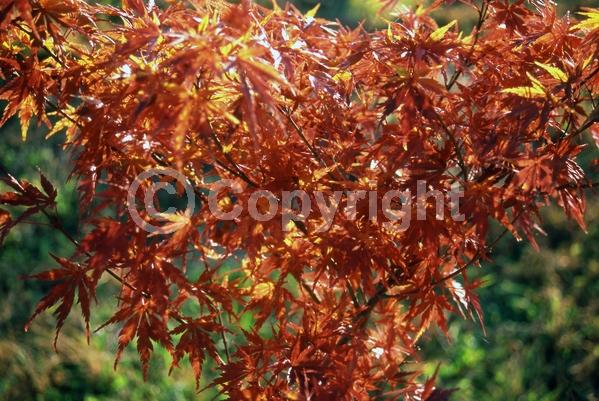 Red blooms; Deciduous; Broadleaf
