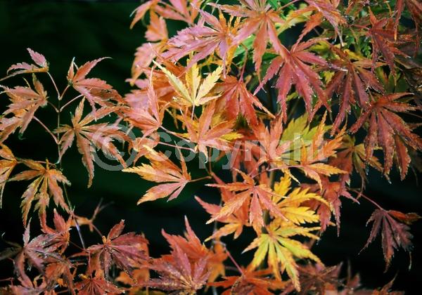 Red blooms; Deciduous; Broadleaf