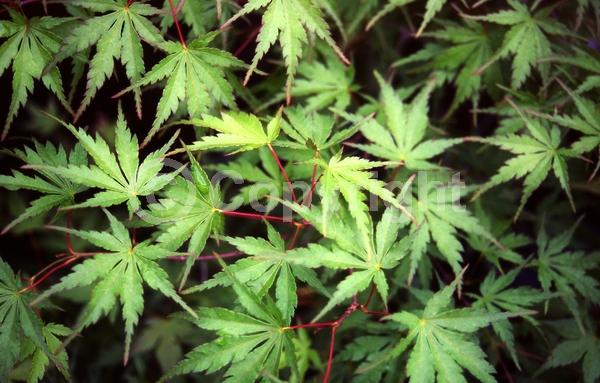 Red blooms; Deciduous; Broadleaf