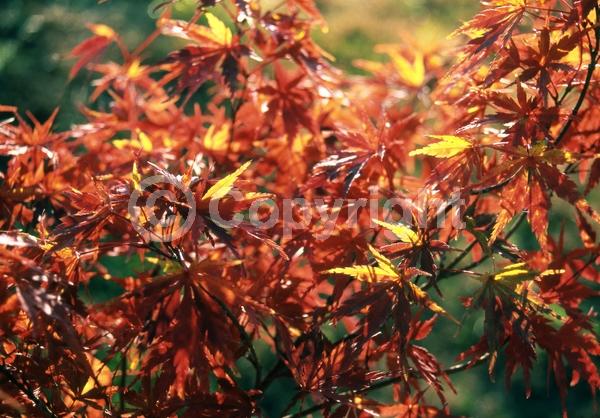Red blooms; Deciduous; Broadleaf
