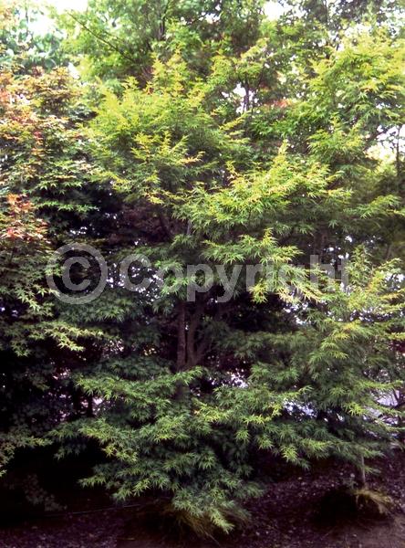 Red blooms; Deciduous; Broadleaf