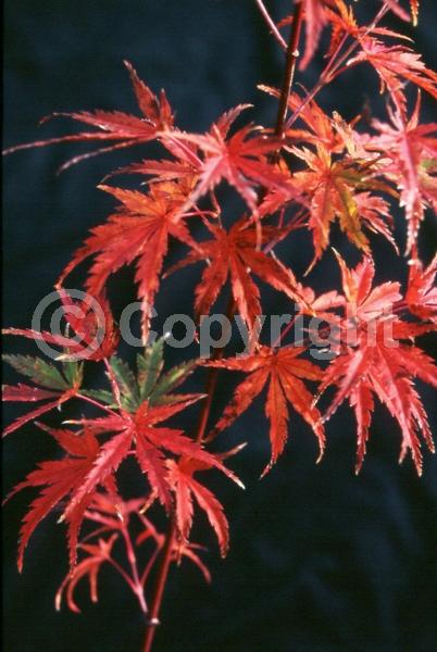 Red blooms; Deciduous; Broadleaf