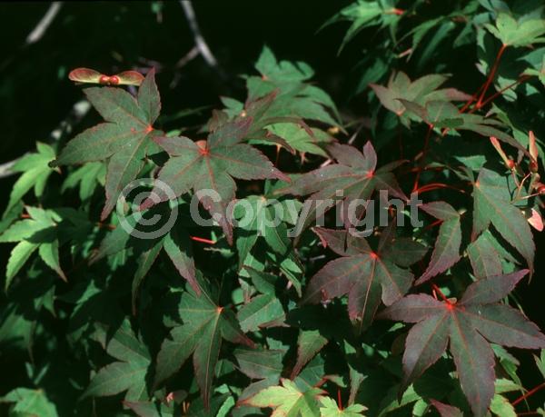 Red blooms; Deciduous; Broadleaf
