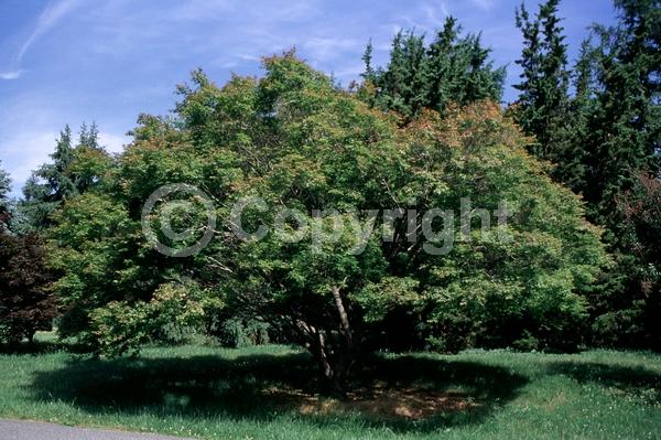 Red blooms; Deciduous; Broadleaf