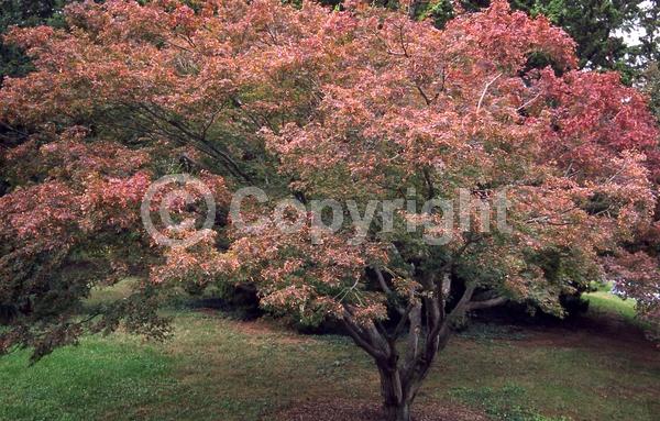 Red blooms; Deciduous; Broadleaf