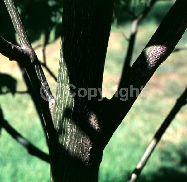 Green blooms; Deciduous; Broadleaf