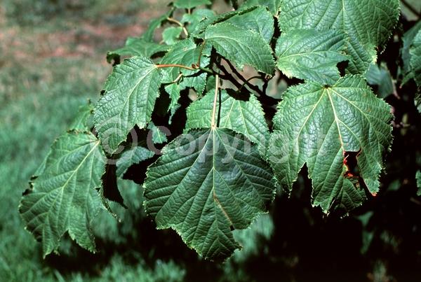 Green blooms; Deciduous; Broadleaf