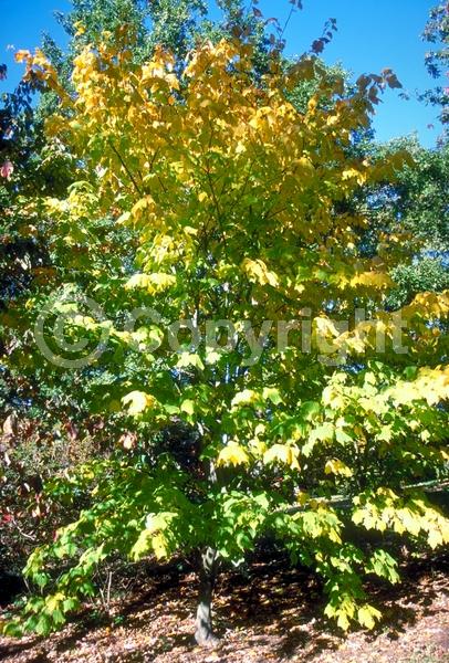 Green blooms; Deciduous; Broadleaf; North American Native