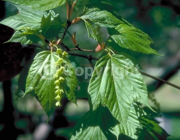 Green blooms; Deciduous; Broadleaf; North American Native
