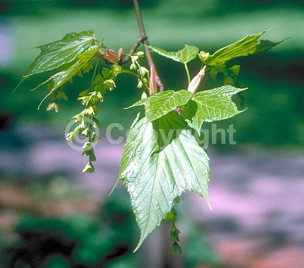 Green blooms; Deciduous; Broadleaf; North American Native