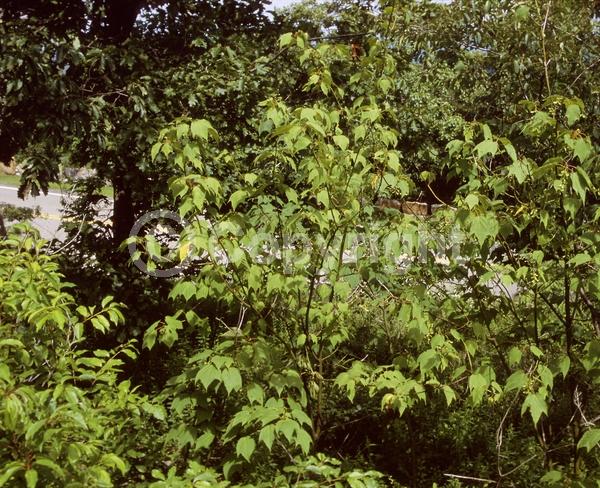Green blooms; Deciduous; Broadleaf; North American Native