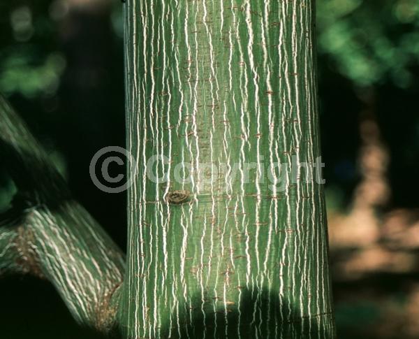 Green blooms; Deciduous; Broadleaf; North American Native