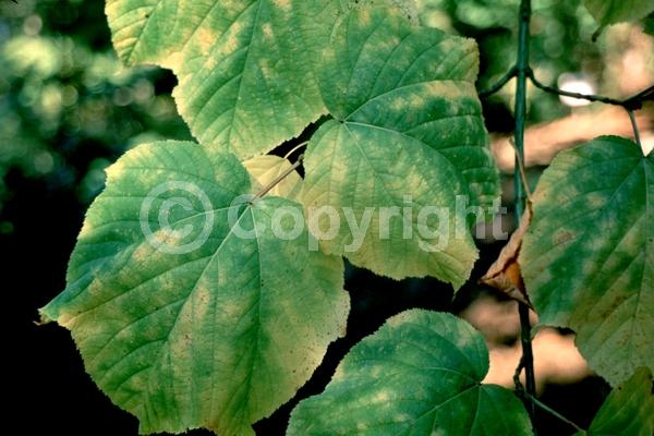 Green blooms; Deciduous; Broadleaf; North American Native