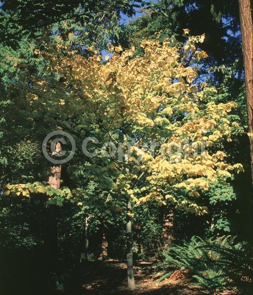Green blooms; Deciduous; Broadleaf; North American Native