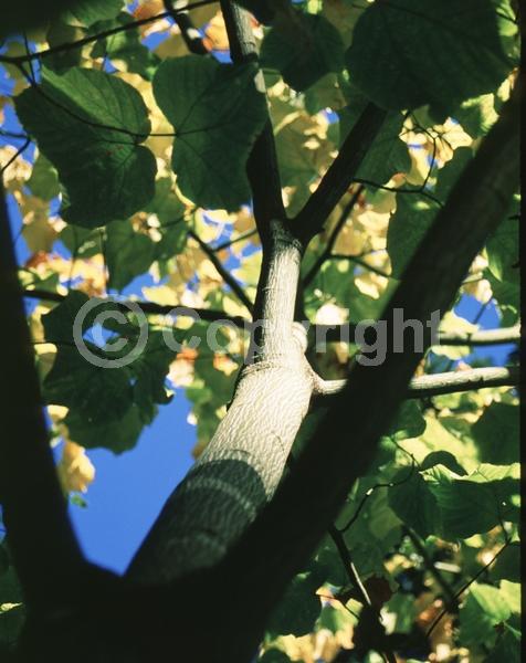 Green blooms; Deciduous; Broadleaf; North American Native