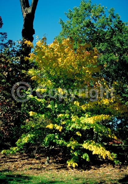Green blooms; Deciduous; Broadleaf; North American Native