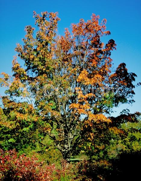 Green blooms; Deciduous; Broadleaf; North American Native