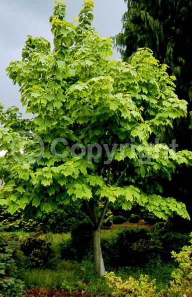 Green blooms; Deciduous; Broadleaf; North American Native