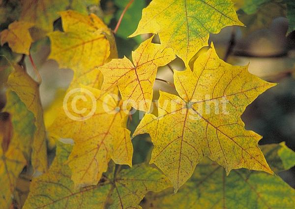 Green blooms; Deciduous; Broadleaf
