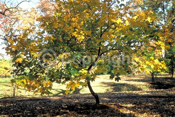 Green blooms; Deciduous; Broadleaf