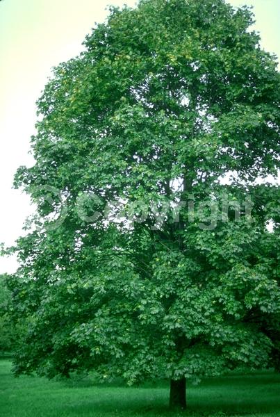 Green blooms; Deciduous; Broadleaf
