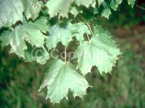 Green blooms; Deciduous; Broadleaf