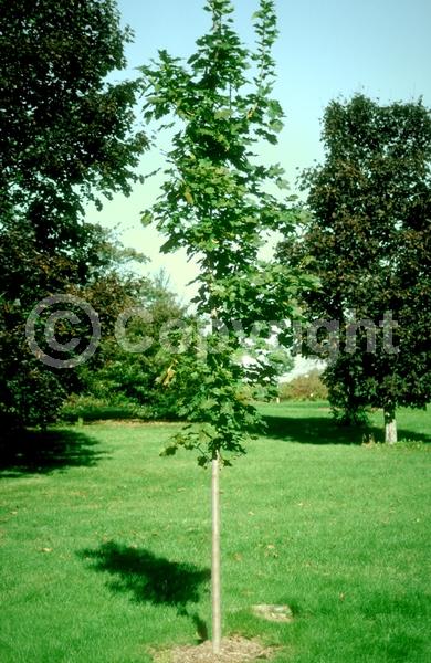 Green blooms; Deciduous; Broadleaf
