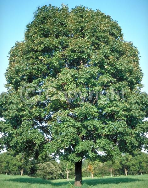 Green blooms; Deciduous; Broadleaf
