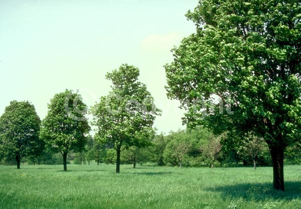 Green blooms; Deciduous; Broadleaf