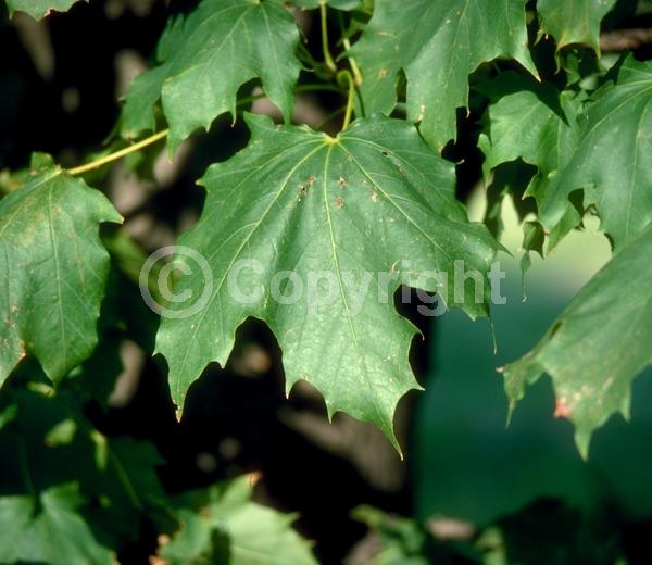 Green blooms; Deciduous; Broadleaf
