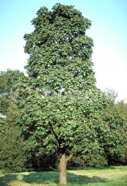 Green blooms; Deciduous; Broadleaf