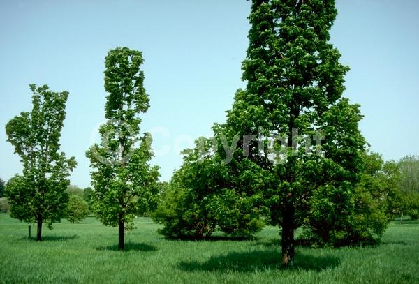Green blooms; Deciduous; Broadleaf