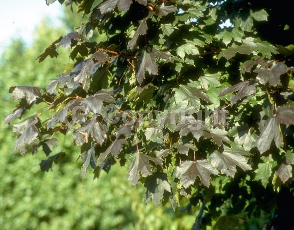 Green blooms; Deciduous; Broadleaf