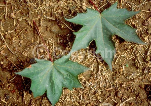 Green blooms; Deciduous; Broadleaf
