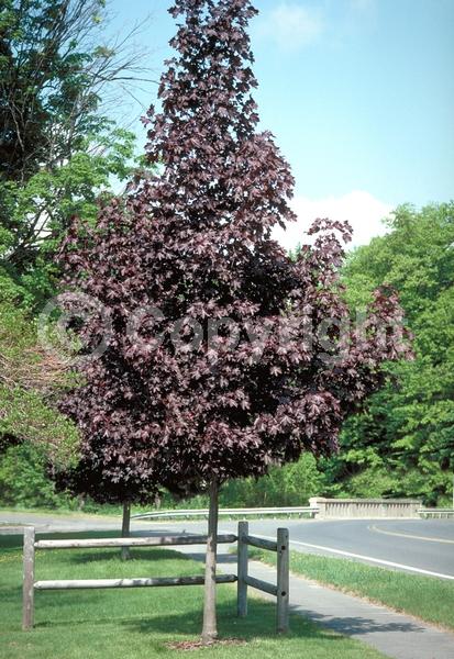 Green blooms; Deciduous; Broadleaf