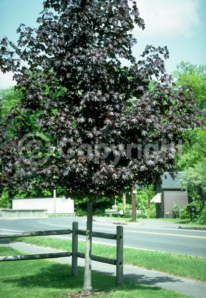 Green blooms; Deciduous; Broadleaf