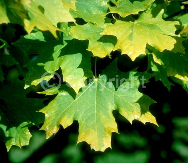 Green blooms; Deciduous; Broadleaf