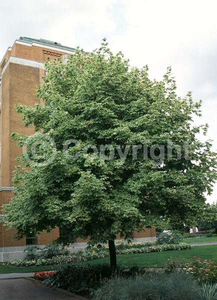 Green blooms; Deciduous; Broadleaf