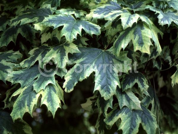 Green blooms; Deciduous; Broadleaf