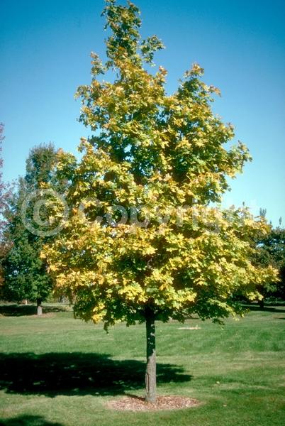 Green blooms; Deciduous; Broadleaf
