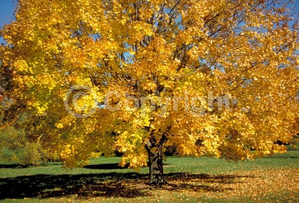 Green blooms; Deciduous; Broadleaf