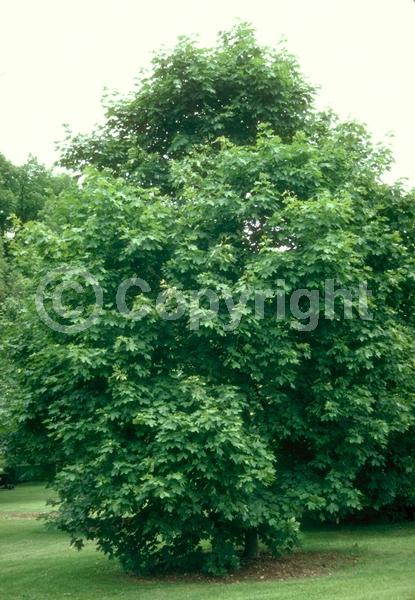 Green blooms; Deciduous; Broadleaf