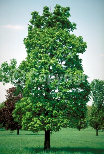 Green blooms; Deciduous; Broadleaf