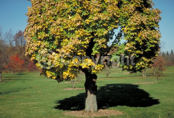 Green blooms; Deciduous; Broadleaf
