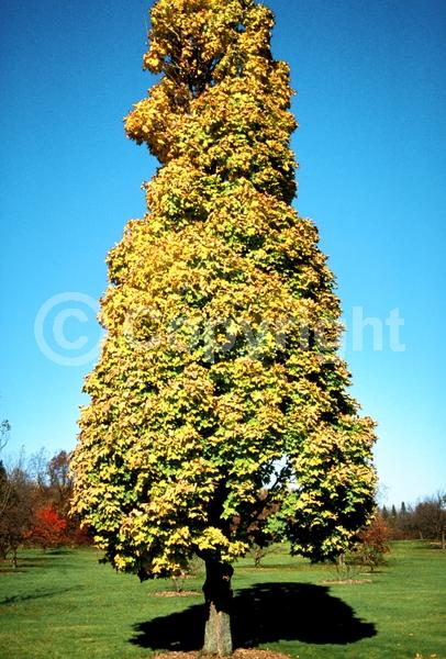 Green blooms; Deciduous; Broadleaf
