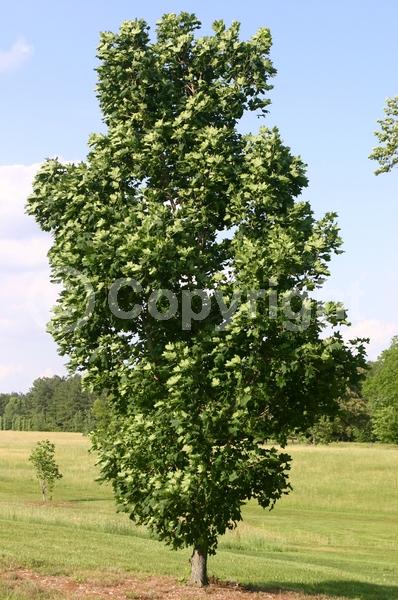 Yellow blooms; Deciduous; Broadleaf